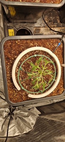 New Strains — vegetative, day 36