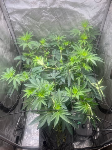 Hollywood — flower, day 23