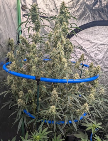 Mixed Grow — flower, day 72