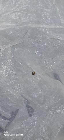 First Grow — germination, day 1