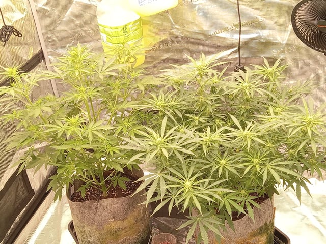   and one L.a kush cake . — flower, day 89