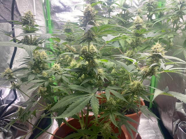 2nd Try — flower, day 79