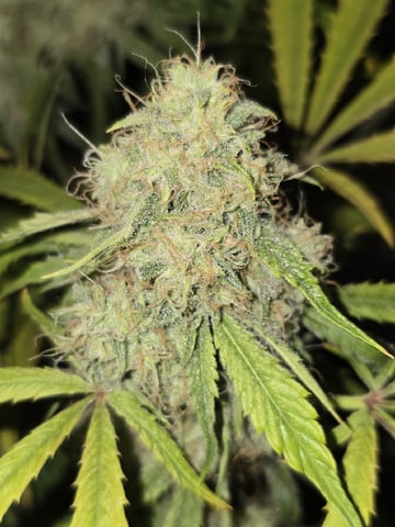 Autos AGAIN — flower, day 75