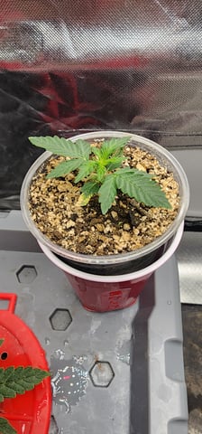 El Chemi Kiwi autoflower  — vegetative, day 9