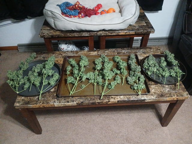 Cornucopia of Cannabis — harvest, day 25