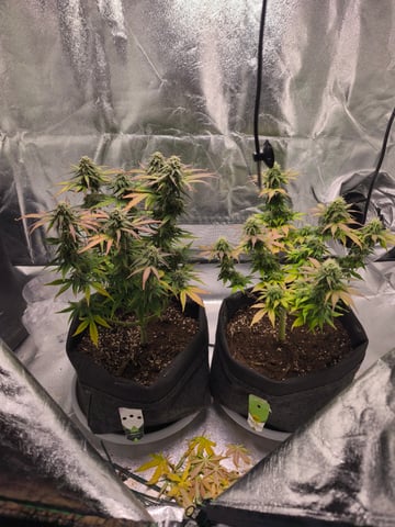 New grow — flower, day 58