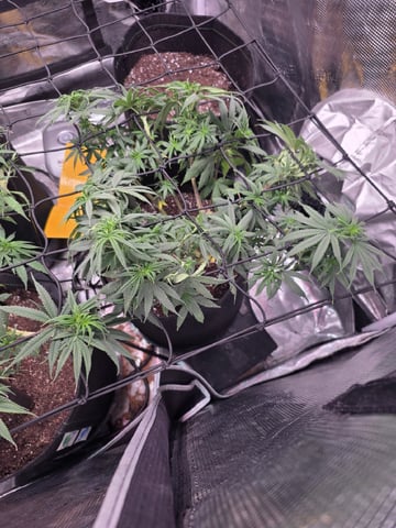 Blue Dream Feminized  — vegetative, day 81