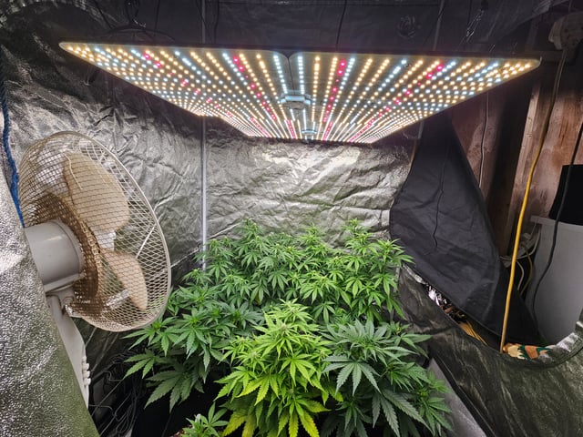 round 2 — flower, day 46