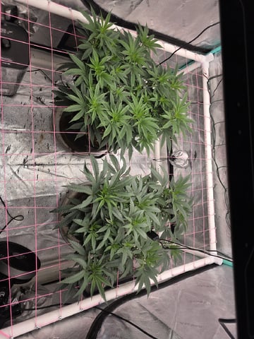 Granny Candy and PLCG — flower, day 78