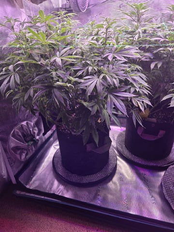 4 strains in 1 tent — flower, day 69