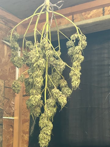 First ever grow — harvest, day 106