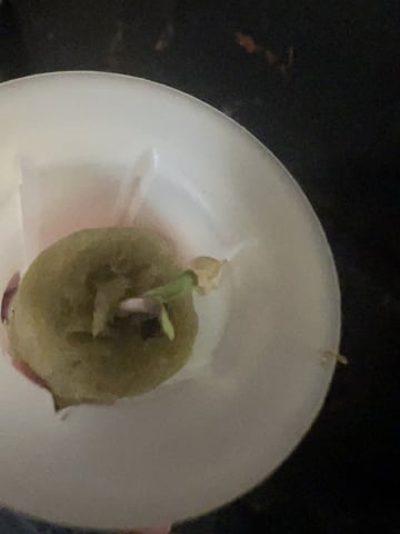 Inside Mother Plants — germination, day 6