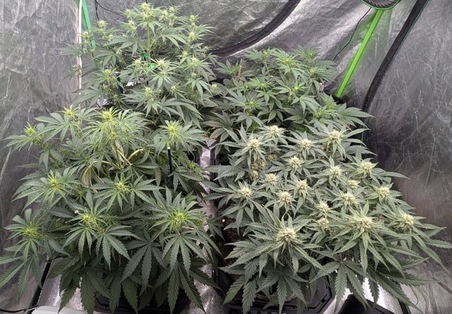 Perpetual Autoflower Mixed Grow #3 — vegetative, day 41