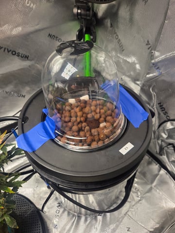 Northern Lights / Banana Kush — grow_setup, day 2