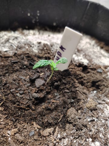 Hindu Kush — grow_setup, day 8