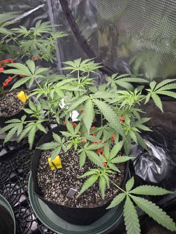 Grow 1 2026 Gelato Rainbow Sherbert  — vegetative, day 58