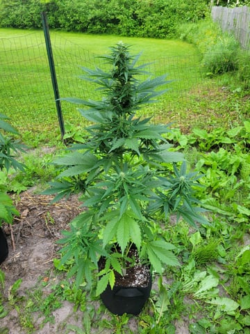 Watermelon Auto — flower, day 58