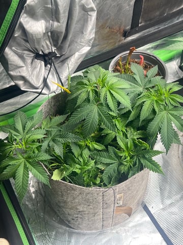 s1 Jokerz — vegetative, day 59