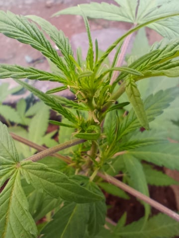 White Widow/Gorilla Glue — vegetative, day 33