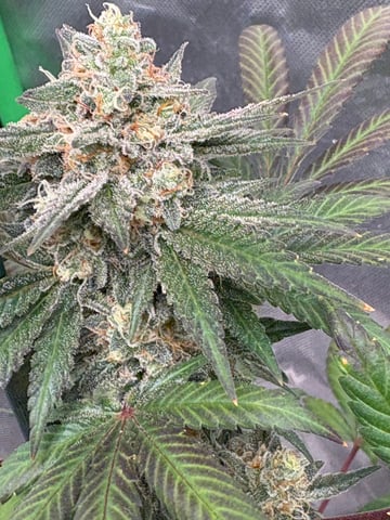 Black Hulk 3 gallon bag  — flower, day 49