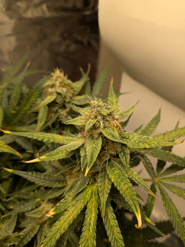 first grow — flower, day 117