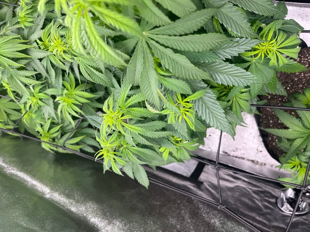 My First Four — flower, day 55