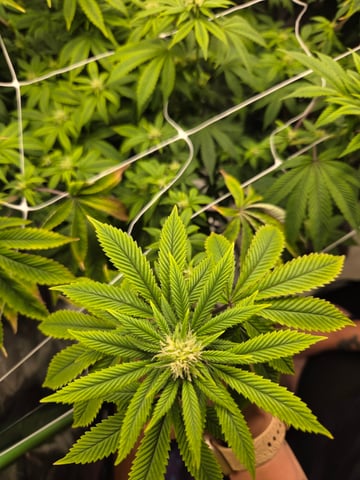 new bee's  — vegetative, day 1