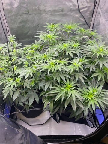 E Grow  — flower, day 3