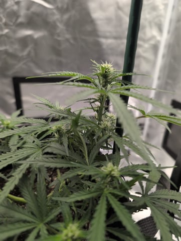 memphisto 3 bears OG, ethos high note r1 — flower, day 38
