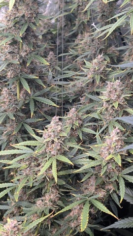 Strawberry Cheesecake Seedsman Seeds Autoflowers x2 — flower, day 82