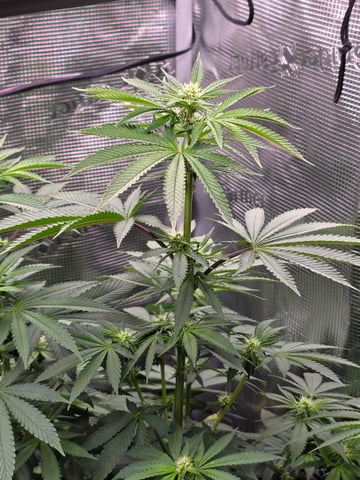 Northern lights #10 2nd plant (Selkies) — flower, day 57