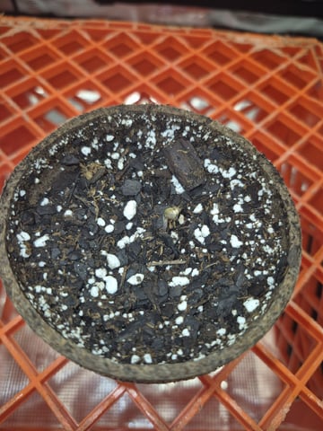 OG Kush Auto — seedling_rooting, day 21