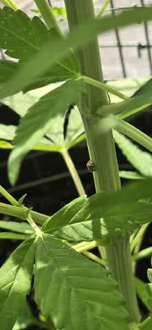 CzechsMex 2.0 — vegetative, day 164