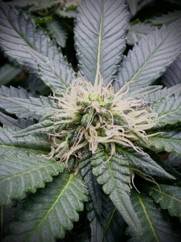 Wedding Cake RQS — flower, day 6