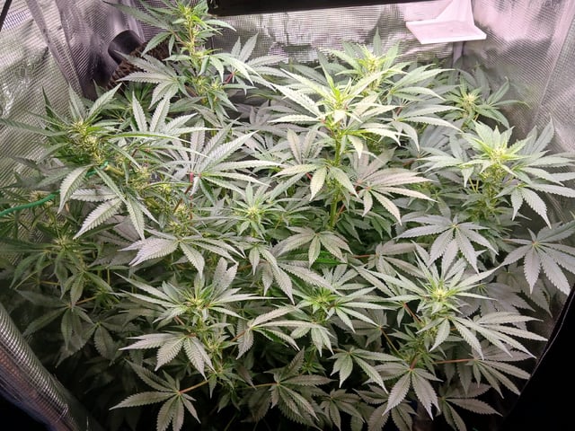 9lbhammer feminized  — flower, day 56