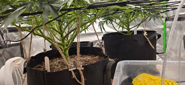 Smooth Nuggies (the future #1 & Pruple widow ) — flower, day 3