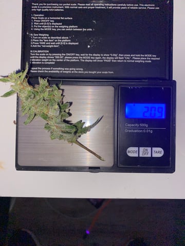 pineapple Express  — flower, day 39