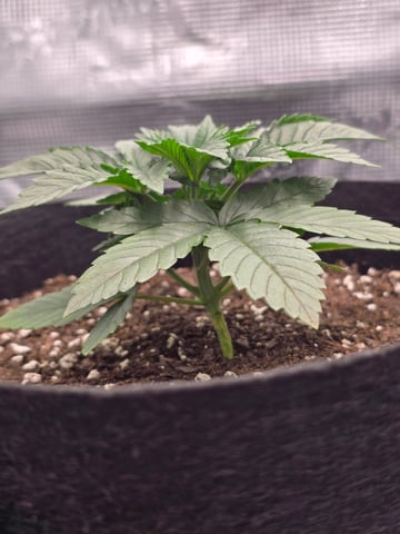 Northern lights #10 (Alaska) — vegetative, day 16