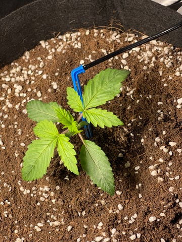 1st Ever Grow (GodFather OG) (Coco) — seedling_rooting, day 16