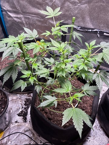 trainwreck auto — flower, day 32