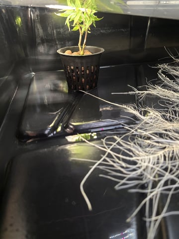 Glookies by Barneys Farm — seedling_rooting, day 5