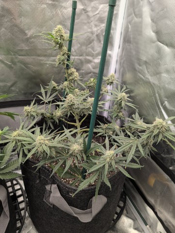 memphisto 3 bears OG, ethos high note r1 — flower, day 57