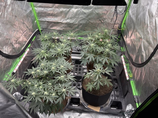 First Grow – Learning Every Day — flower, day 56