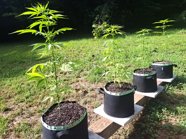 Bucket List Grow #2 — vegetative, day 48