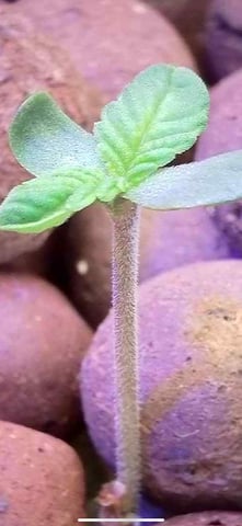 1st Ever Grow (Fat Bastard)(RDWC)  — seedling_rooting, day 9