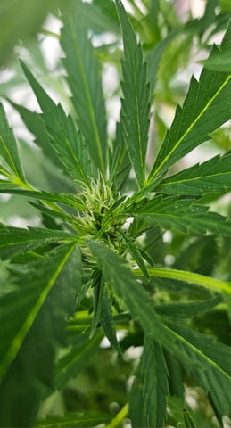 Alaska Thunder Fuck outdoors — flower, day 99