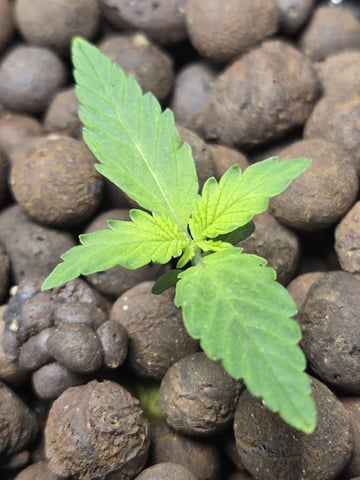 BABY SISTER — seedling_rooting, day 17