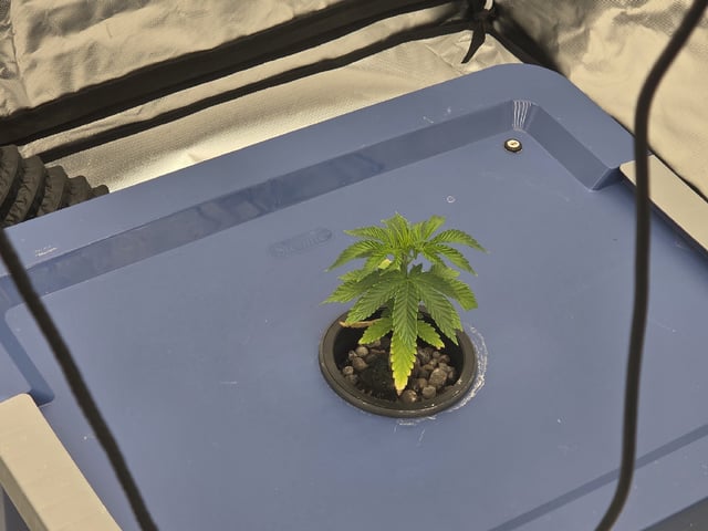 Laundry Shaman — vegetative, day 21