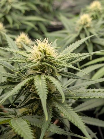 Apollo And Orange Creampop — grow_setup, day 2