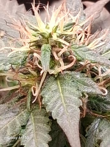 First Lagit Grow — done, day 53